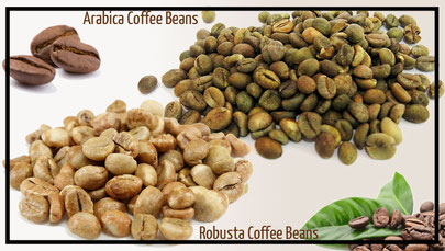 Different between coffee beans: arabica and robusta by coffee addicted